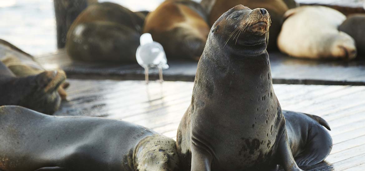 Sea Lions on the dock of San Francisco Bay at PIER 39