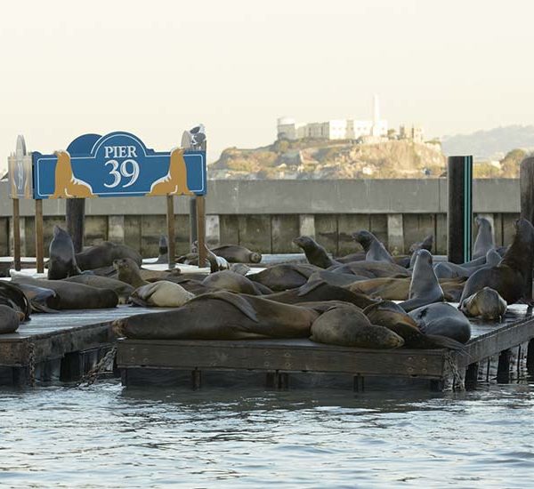 Sea Lions camping out on K-Dock at PIER 39