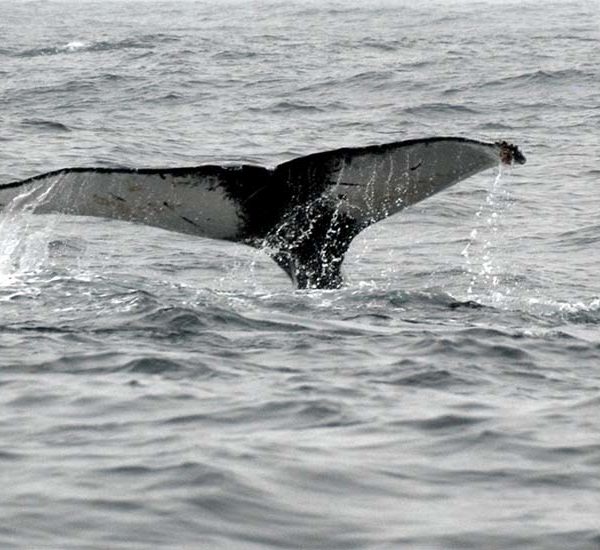 Whale tail sticking out of water in San Francisco Bay