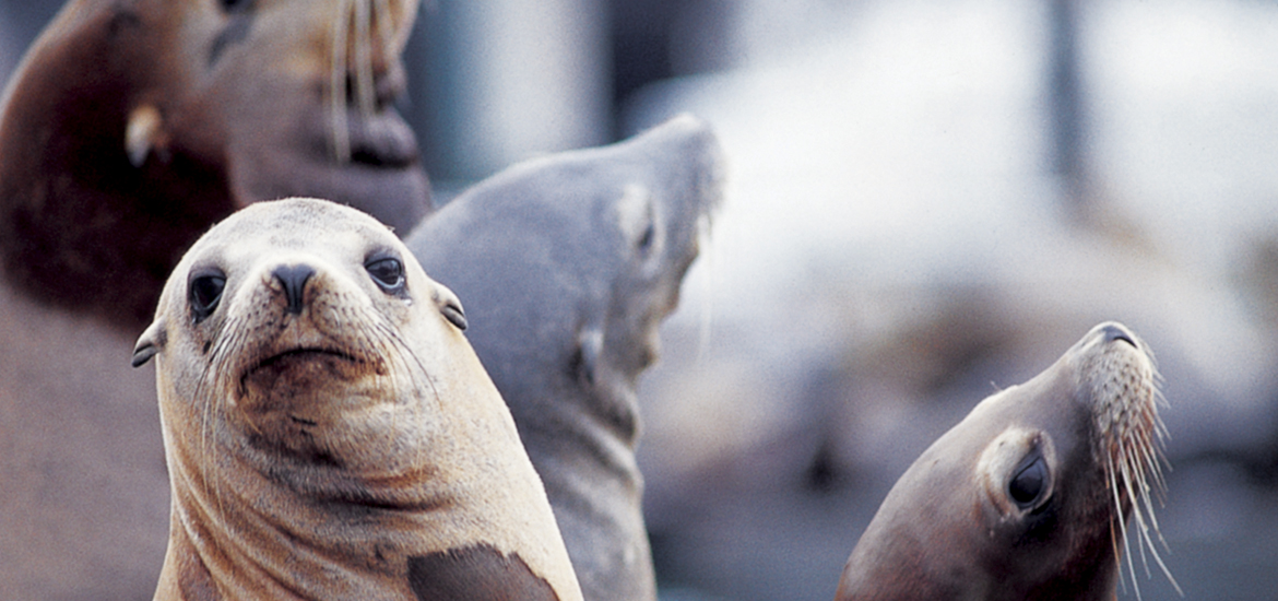 Sea lions